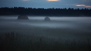fog, trees, field, shape