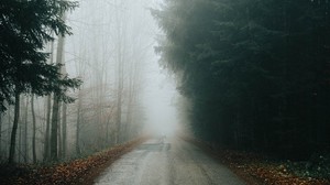 fog, road, trees, branches, autumn - wallpapers, picture