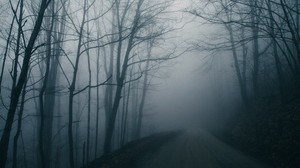 nebbia, strada, alberi, cupo, buio