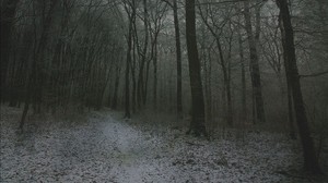 fog, forest, path, snow, autumn, winter