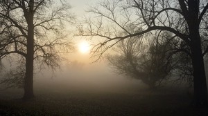 fog, forest, branches, the sun, dawn