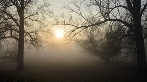 Nebel, Wald, Äste, die Sonne, Morgendämmerung