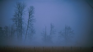 fog, haze, shroud, trees, field, evening