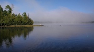 niebla, río, orilla, árboles, ondas