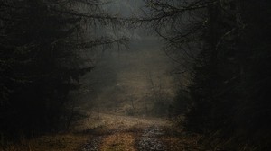fog, path, branches, forest, trees, autumn, gloomy - wallpapers, picture