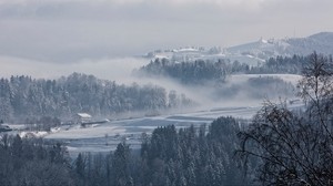 fog, winter, trees, fir, snow, switzerland