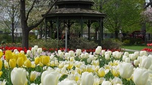 tulips, flowers, gazebo, flowerbed
