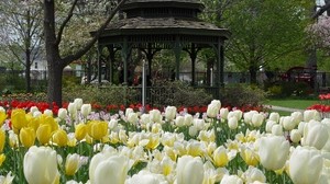 tulipanes, flores, cenador, macizo de flores