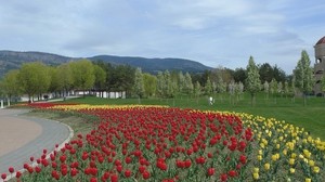 tulipani, fiori, aiuola