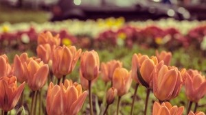 tulips, flowers, petals