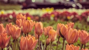 Tulpen, Blumen, Blütenblätter - wallpapers, picture