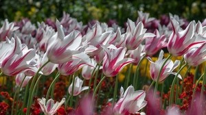 tulips, flowers, striped - wallpapers, picture