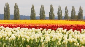 tulips, flowerbed, flowers, field, trees