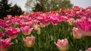 tulipanes, campo, primavera