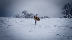 pointer, snow, snowdrifts, winter - wallpapers, picture