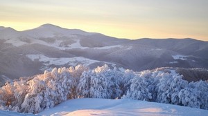 Ukraine, Carpathians, trees, winter, snow, ate, heaviness