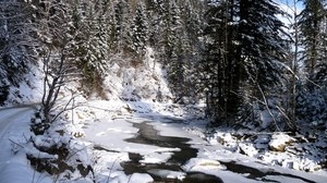 Ukraine, Karpaten, Fluss, Schnee, Bäume, Fichte, Winter
