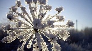 dill, snow, hoarfrost, winter, frost