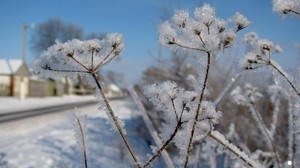 dill, snow, hoarfrost, winter, frost, cold, road - wallpapers, picture