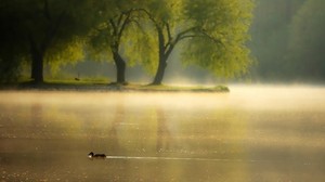 duck, pond, park, lake, dawn - wallpapers, picture