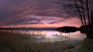 tarde, orejas, orilla, briznas de hierba, puesta de sol, púrpura, cielo