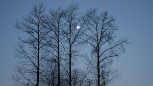 晚上，月亮，天空，树枝，蓝色，树木