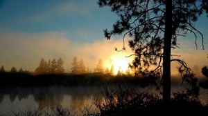 evening, sunset, tree, beautiful