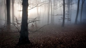 hungary, trees, fog, autumn