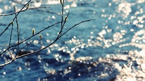 willow, branch, river, spring - wallpapers, picture
