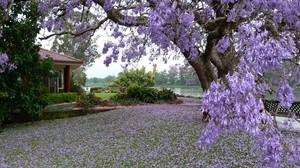 spring, tree, bloom, petals, yard, garden, house