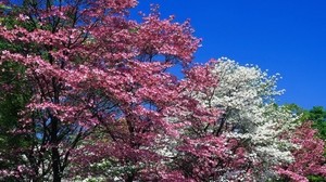 kevät, puut, kukinta, vaaleanpunainen, valkoinen, kukat
