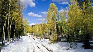 vår, träd, snö, skog, blad, björk, väg