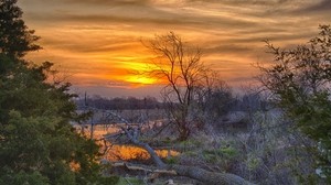 spring, trees, greens, young, water, sunset, reflection, log