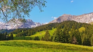 spring, mountains, forest, coniferous, trees, sky, freshness, purity, glade - wallpapers, picture