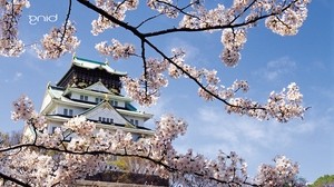 春、桜、花、宮殿、日本、建築