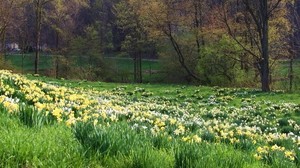 vår, gräs, blommor, natur