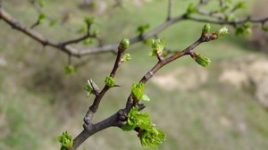 spring, branch, buds, leaves, green - wallpapers, picture