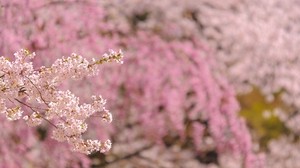 branch, flowering, spring - wallpapers, picture
