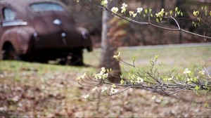 branch, flowers, car, blur - wallpapers, picture