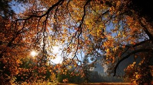 branch, tree, sun, autumn, leaves, yellow, gold, clearance - wallpapers, picture