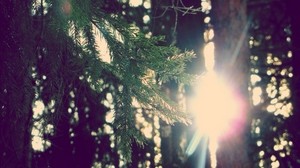 branch, spruce, the sun, light