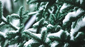 branch, needles, spruce, snow, blur - wallpapers, picture