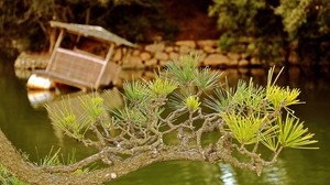 branch, needles, conifers, raft, lake - wallpapers, picture