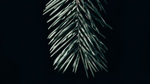 branch, needles, dark, spruce - wallpapers, picture