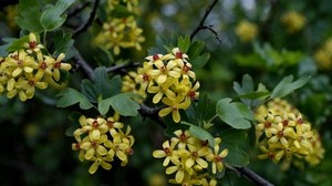 branch, leaves, flowers