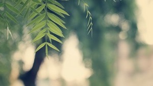 branch, leaves, summer - wallpapers, picture
