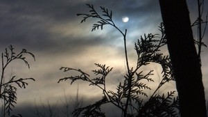 branch, the moon, night, tree, outlines, clouds