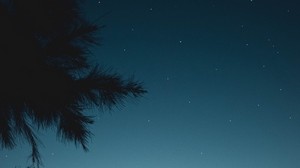 branch, night, starry sky - wallpapers, picture
