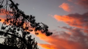 branch, outline, sky, sunset, night
