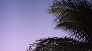 branch, palm, leaves, sky, sunset, evening - wallpapers, picture